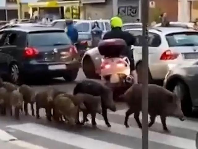 半岛体育-【揭秘】因莫比莱车祸受伤 原来是罗马市政的锅？